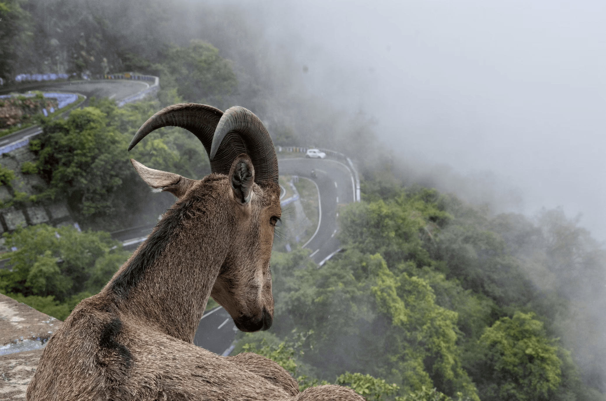 Thekkady location